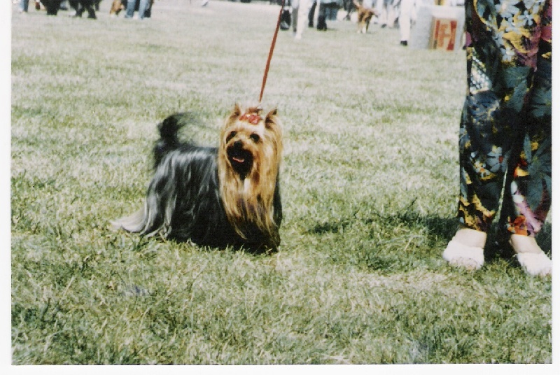 DE L'ADOUR CRUNCHING DU GUÉ DE L'ADOUR — Labaza DogPedigree YorkshireTerrier