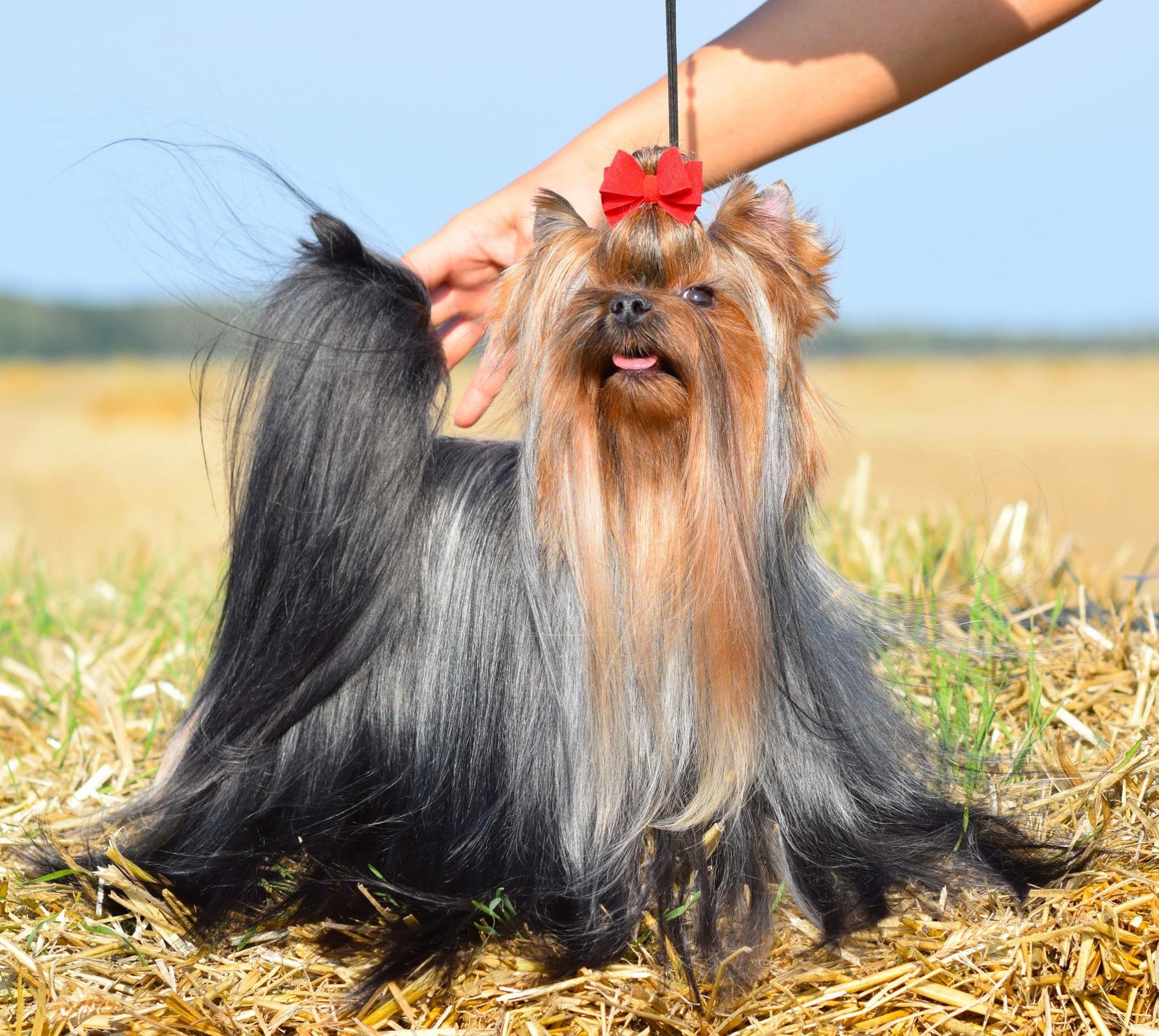  El Dorado My Sensation — Labaza DogPedigree YorkshireTerrier