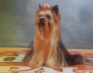 More Love Of Millmoor — Labaza DogPedigree YorkshireTerrier