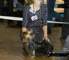 BI-KROGES INFINITY FREEDOM — Labaza DogPedigree YorkshireTerrier