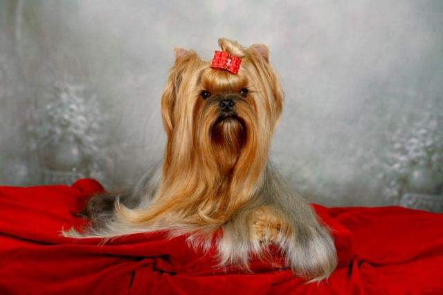 PECH HOUP SHERCHEZ LA FEMME — Labaza DogPedigree YorkshireTerrier