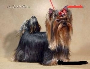 BRIZZIYA SHOU OT PANDI SHARM — Labaza DogPedigree YorkshireTerrier