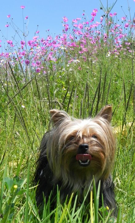 Ana Nicole Smith — Labaza DogPedigree YorkshireTerrier