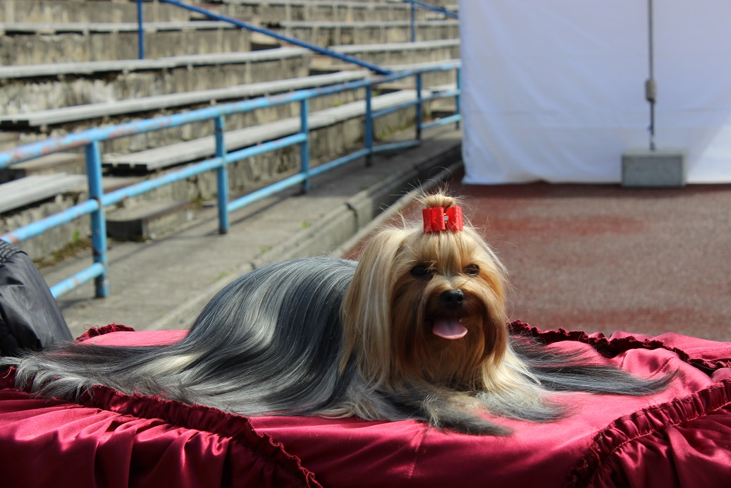 Sea Peapl Amilda — Labaza DogPedigree YorkshireTerrier