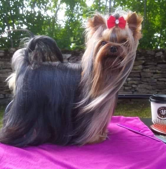 For Me Creation — Labaza DogPedigree YorkshireTerrier