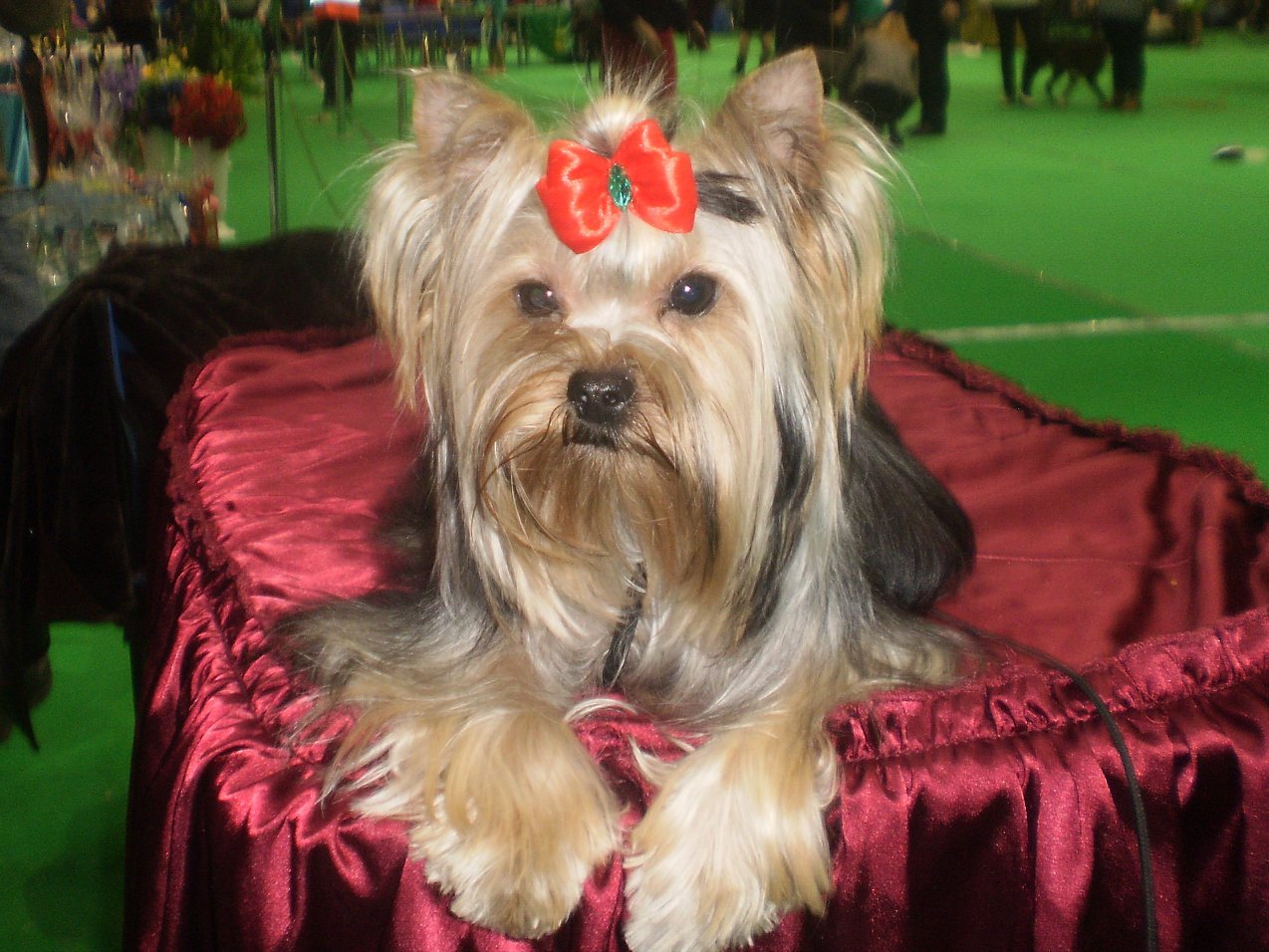 Belle Barberie — Labaza DogPedigree YorkshireTerrier