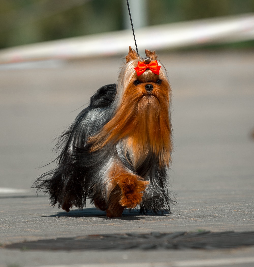  Travoltan Tandem — Labaza DogPedigree YorkshireTerrier