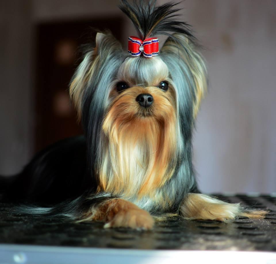 NEMESIS BLUE DELIGHT — Labaza DogPedigree YorkshireTerrier