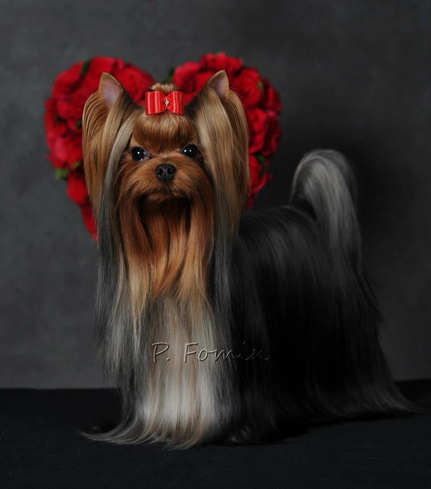  California Dreaming Blue Delight — Labaza DogPedigree YorkshireTerrier