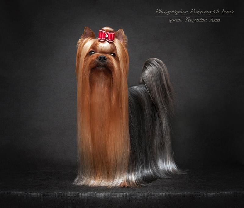 French Kiss Du Gue De L’adour — Labaza DogPedigree YorkshireTerrier