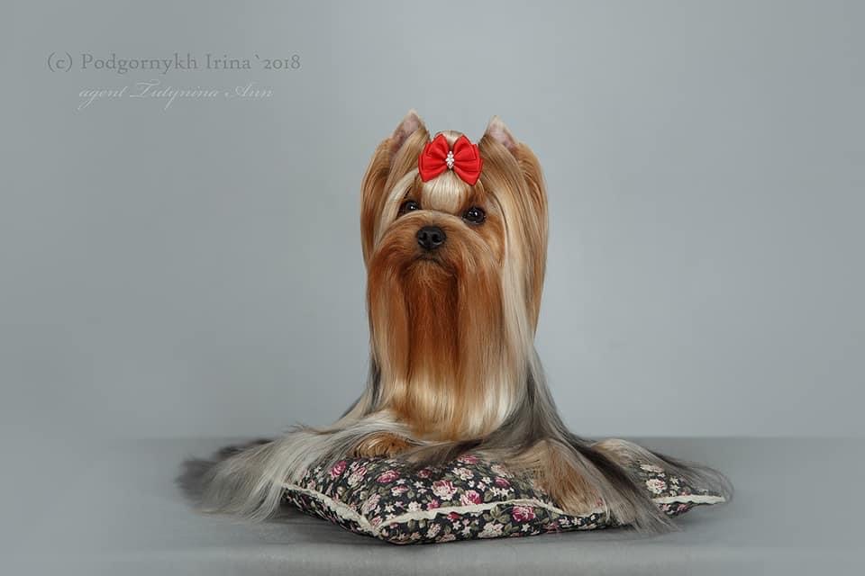  Favourite Winners Relaxa — Labaza DogPedigree YorkshireTerrier