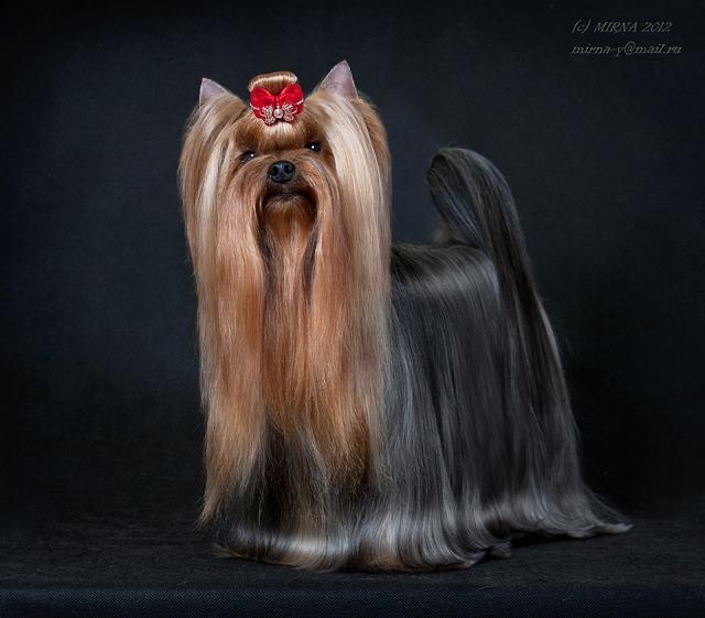 ENERGY STAR BAKARAT — Labaza DogPedigree YorkshireTerrier