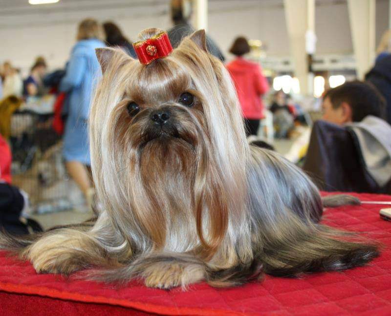 Fashion Party Ya Born To Be A Star — Labaza DogPedigree YorkshireTerrier