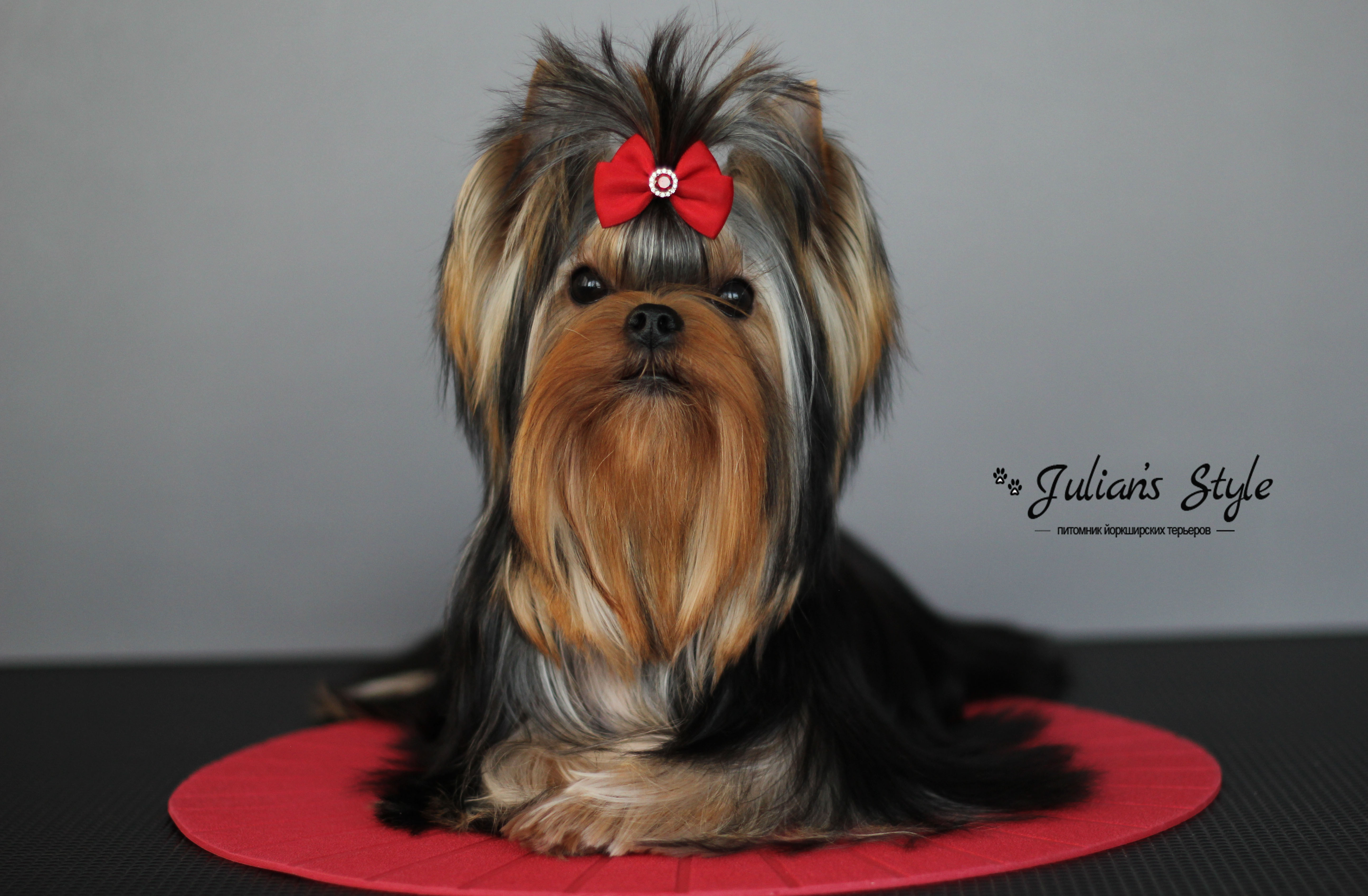 Julian’s Style JULIAN'S STYLE EXCELLENT CHOICE — Labaza DogPedigree YorkshireTerrier
