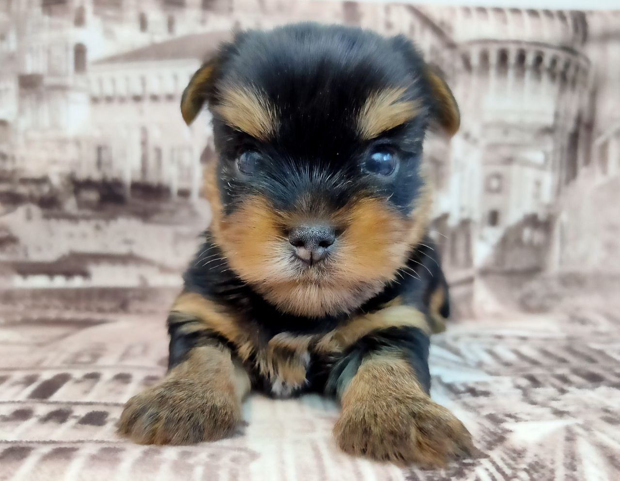 CHRISTIAN LACROIX — Labaza DogPedigree YorkshireTerrier