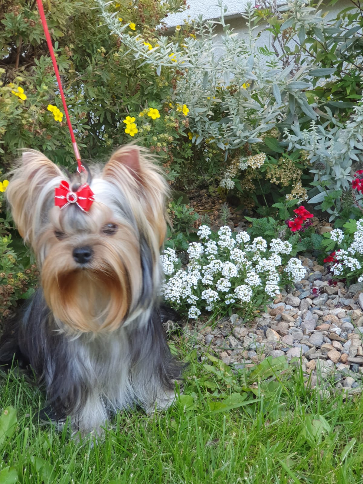 ISLA WINTER TALE — Labaza DogPedigree YorkshireTerrier