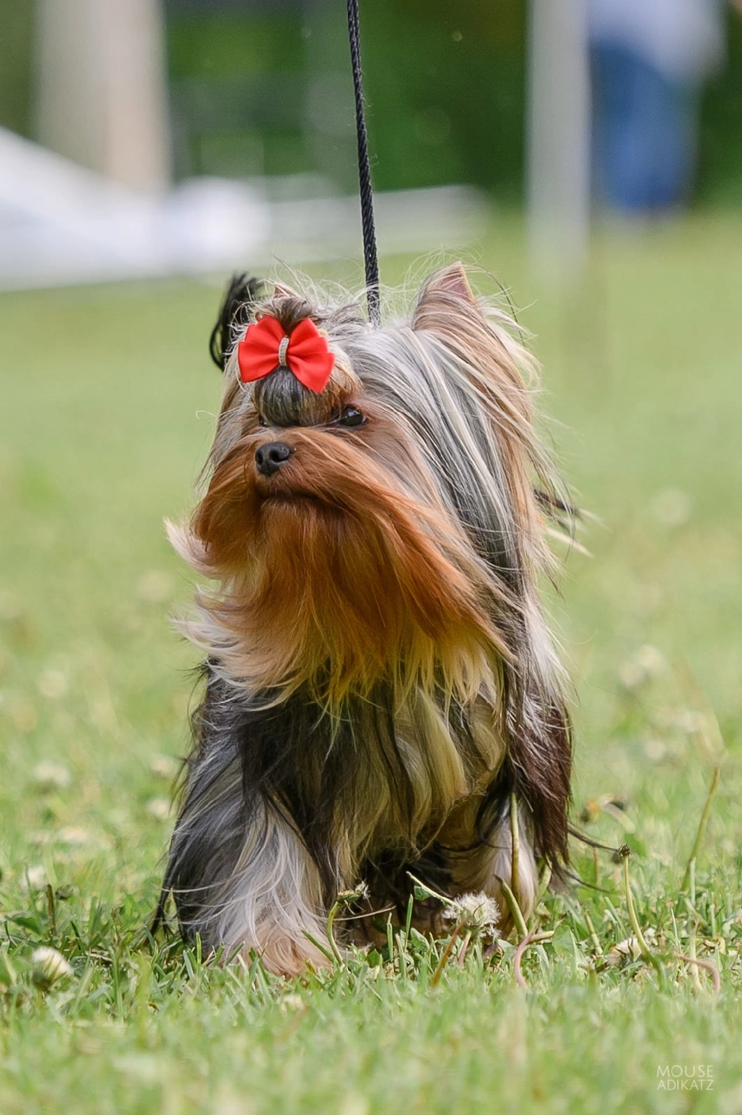  MOY SHEDEVR MERCEDES-BENZ — Labaza DogPedigree YorkshireTerrier