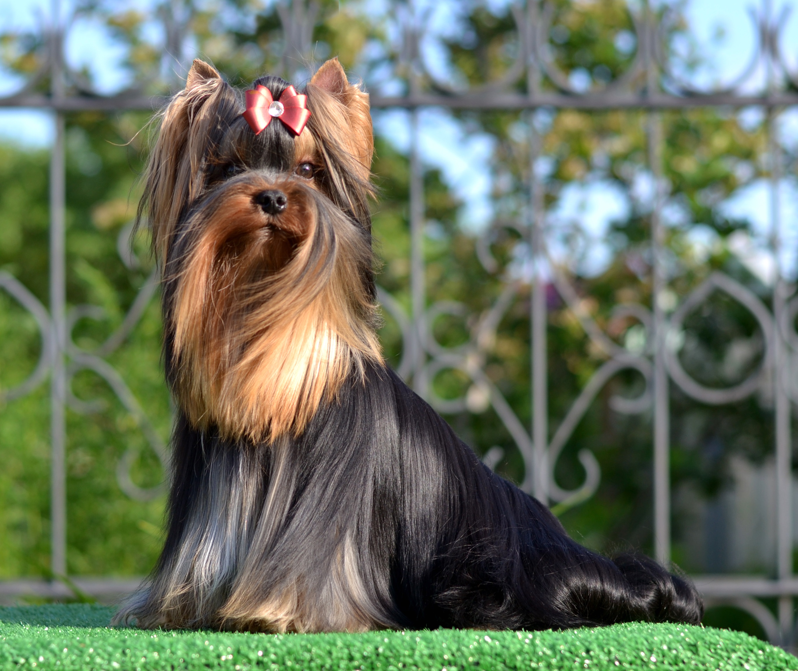 MAGNUS FORTUNA MY GOLDEN KEVIN — Labaza DogPedigree YorkshireTerrier