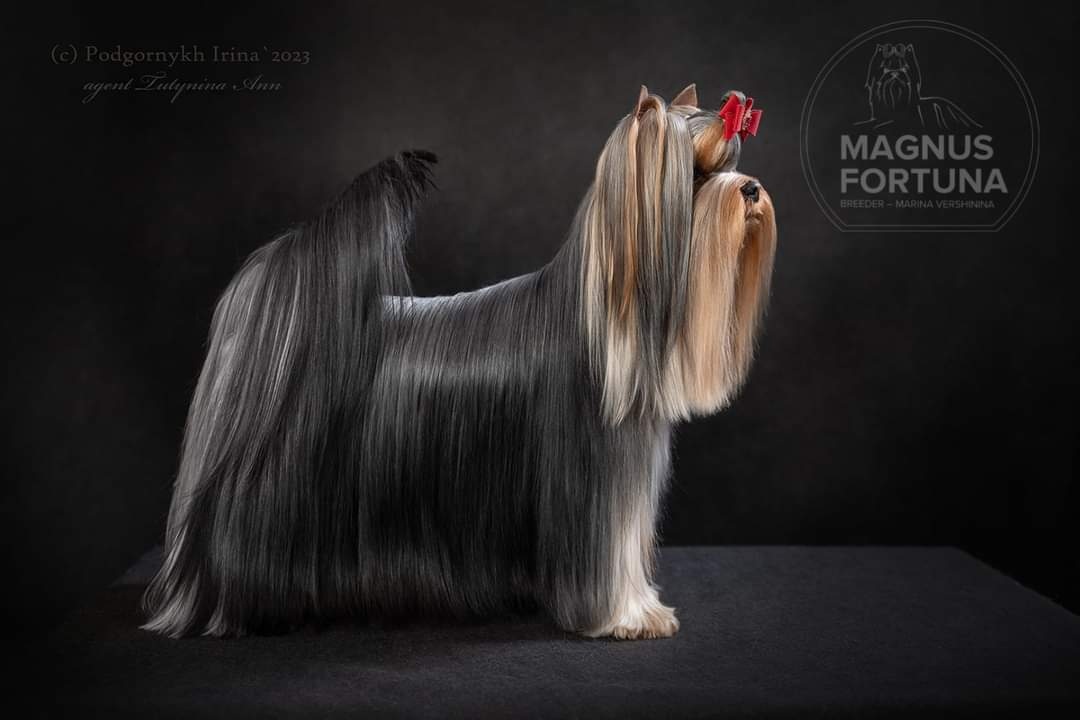 MAGNUS FORTUNA MAGNUS FORTUNA PRINCE EDWARD — Labaza DogPedigree YorkshireTerrier