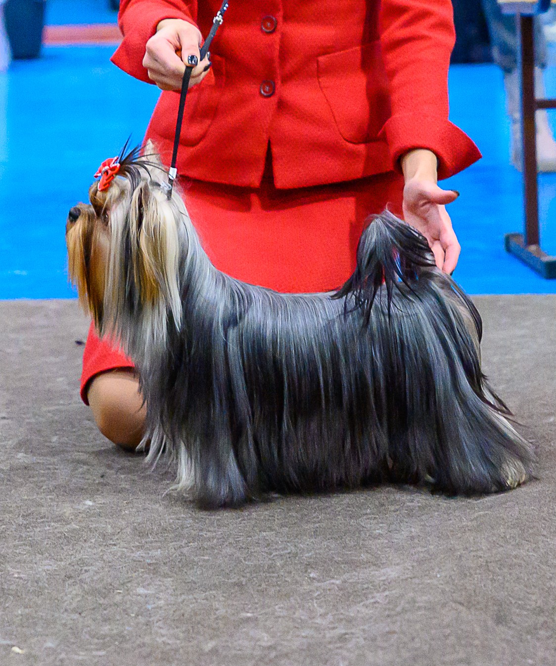 MIRABELLA ETERNITI SIRIUS — Labaza DogPedigree YorkshireTerrier