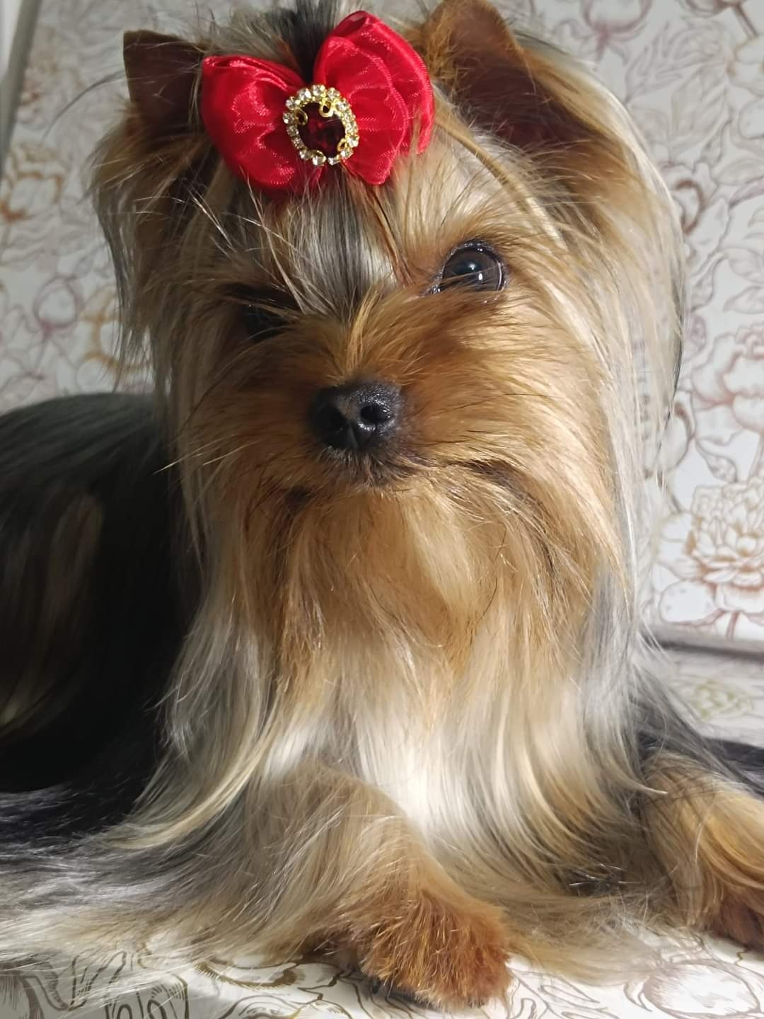 MAGNUS FORTUNA DIVINE DARINA — Labaza DogPedigree YorkshireTerrier