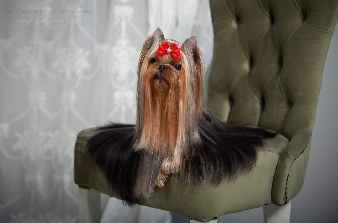 SHERSHE LYA-FAM VALKIRIA — Labaza DogPedigree YorkshireTerrier