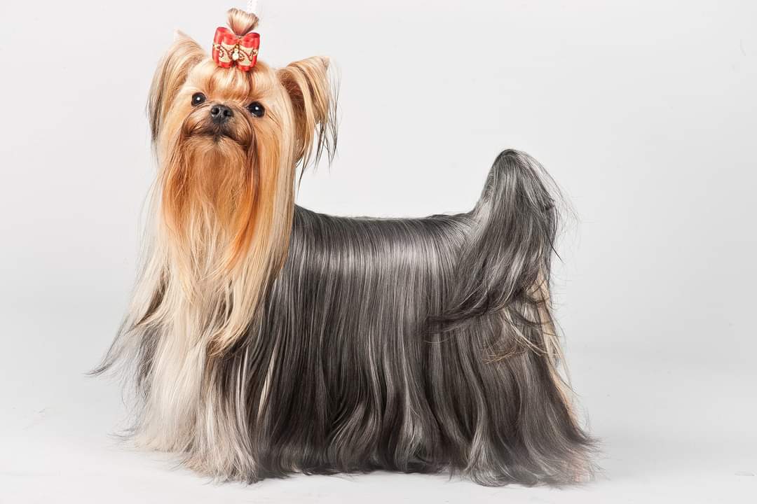  KISABEL BON-BON — Labaza DogPedigree YorkshireTerrier