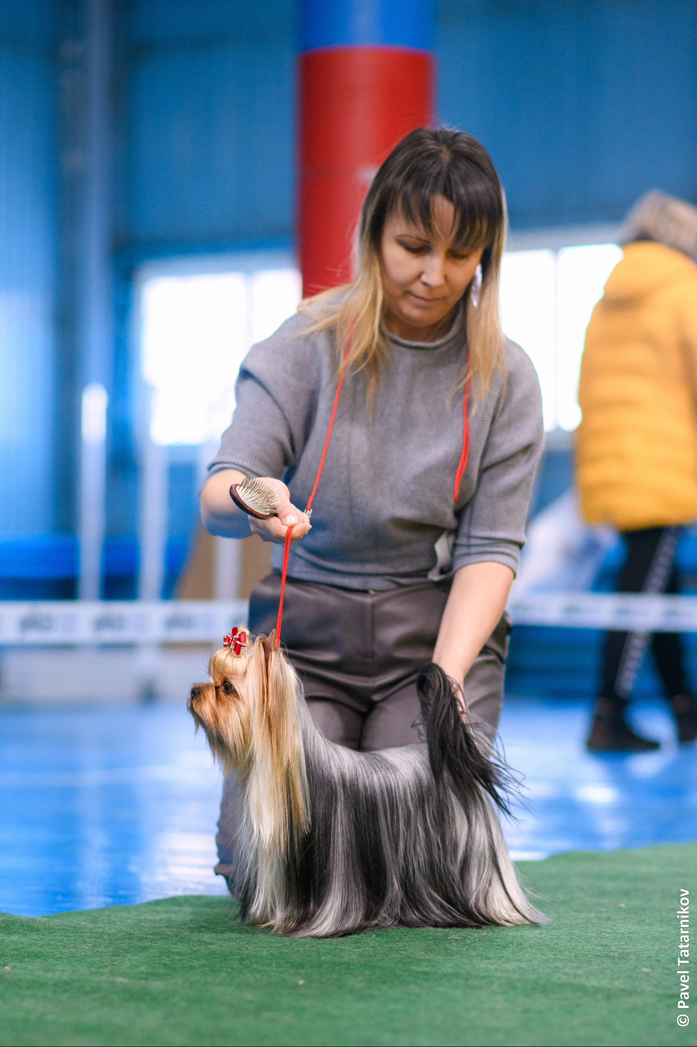  SALMA LILLY TRIX — Labaza DogPedigree YorkshireTerrier