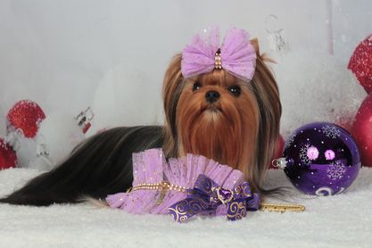 Royal Boutique Tea Rose — Labaza DogPedigree YorkshireTerrier