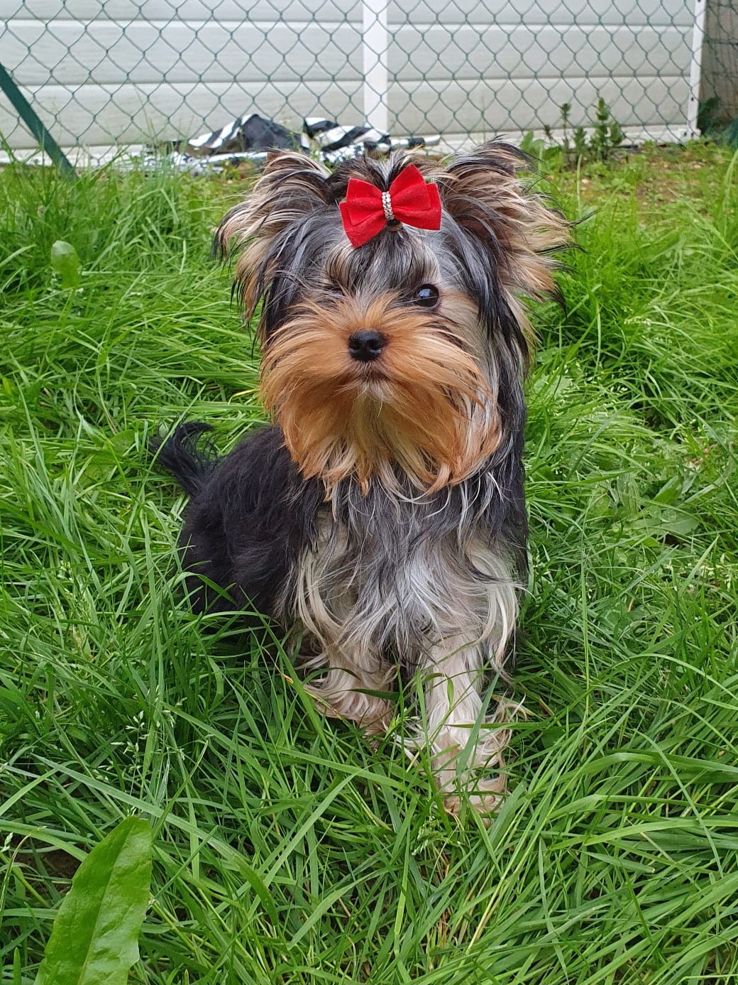 MAGNUS FORTUNA MAGNUS FORTUNA LERIANA — Labaza DogPedigree YorkshireTerrier