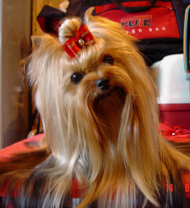 CHINA DOLL DE LA PAM'POMMERAIE — Labaza DogPedigree YorkshireTerrier