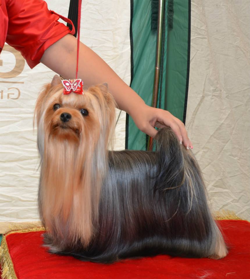 CREDO EXPERTO SPLENDID MASTERPIECE — Labaza DogPedigree YorkshireTerrier