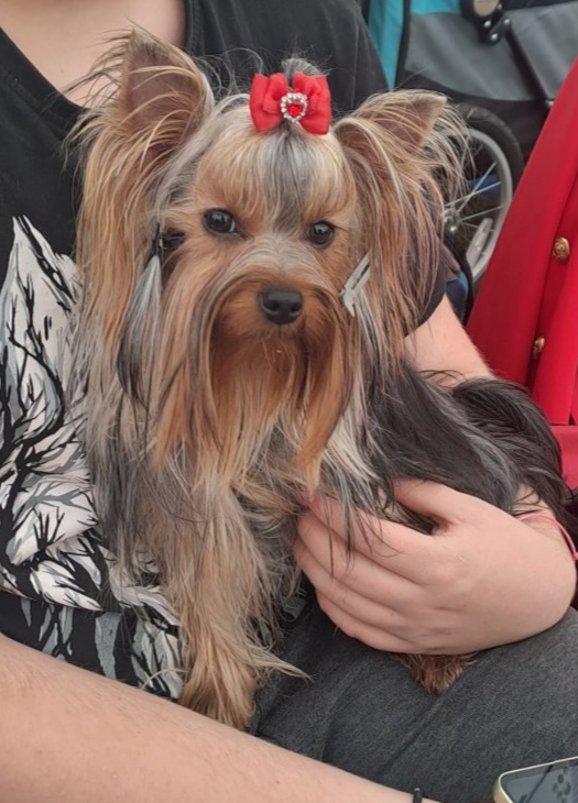 Bea Star Anja Bohemica — Labaza DogPedigree YorkshireTerrier