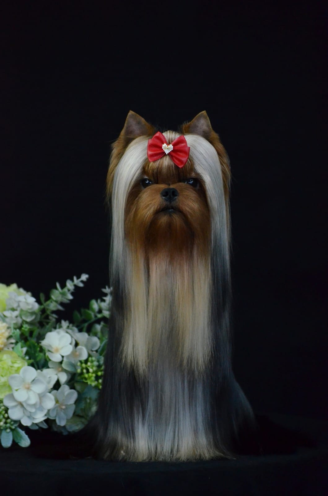 PRIMAVERA INCANTA CHARLSTON — Labaza DogPedigree YorkshireTerrier