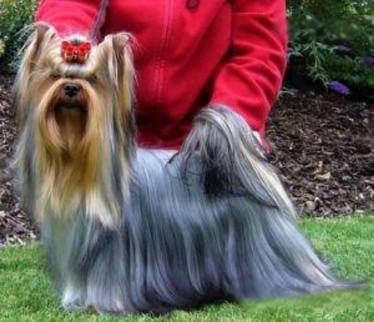  PALOMINA NOVE KASIO — Labaza DogPedigree YorkshireTerrier