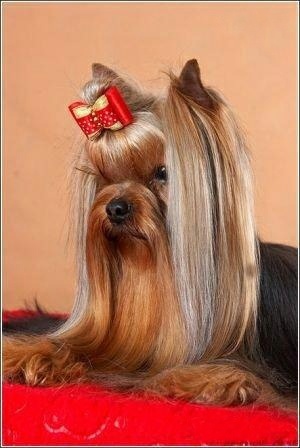 PA DE DU KEEPER OF LATINO`S REPUTATION — Labaza DogPedigree YorkshireTerrier