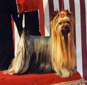  HUNDERWOOD REVOLUTION-MAN — Labaza DogPedigree YorkshireTerrier