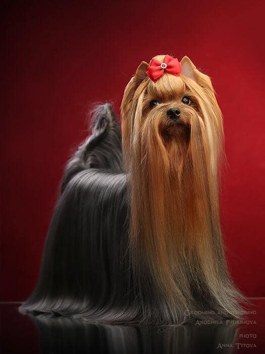  JEDI SANSE UMBERTA AMAZING FATASY — Labaza DogPedigree YorkshireTerrier