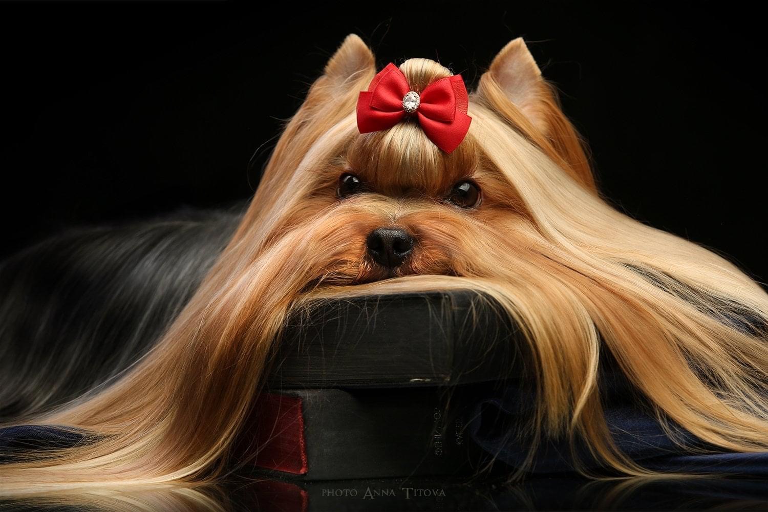 JEDI SANSE BARNABAS — Labaza DogPedigree YorkshireTerrier