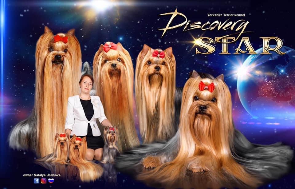 DISCOVERY STAR — Labaza DogPedigree YorkshireTerrier