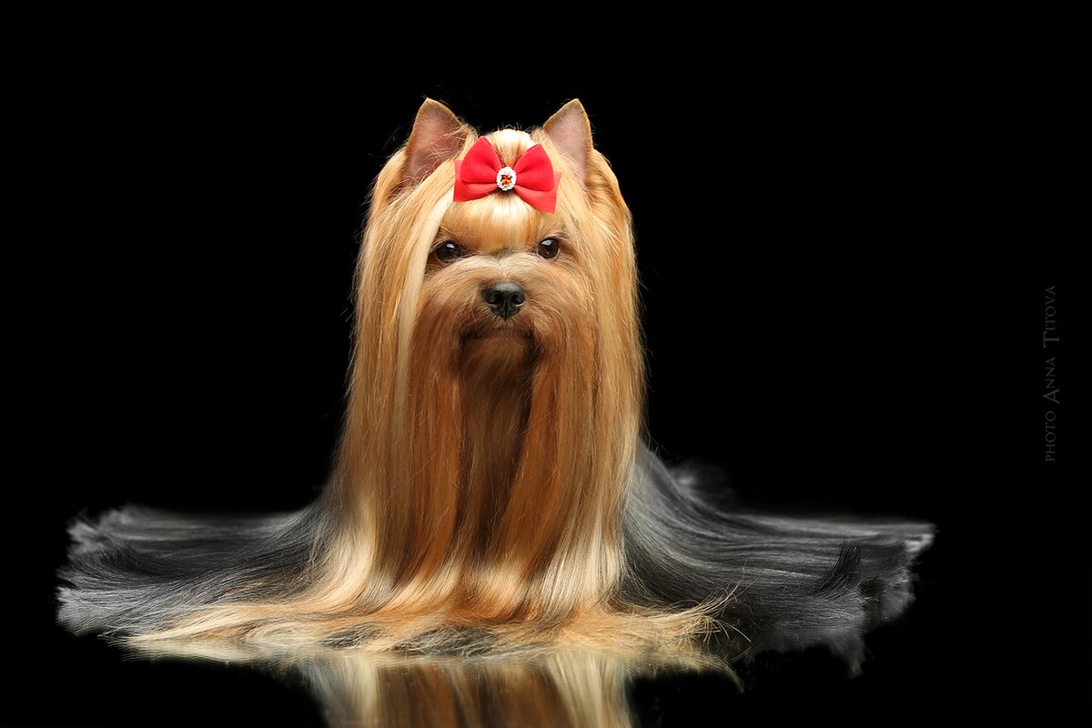  FAVORITE SECRET LOVE — Labaza DogPedigree YorkshireTerrier