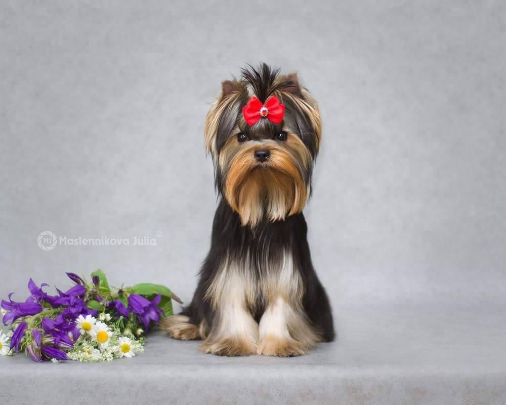 SHERSHE LYA-FAM DAIQUIRI — Labaza DogPedigree YorkshireTerrier