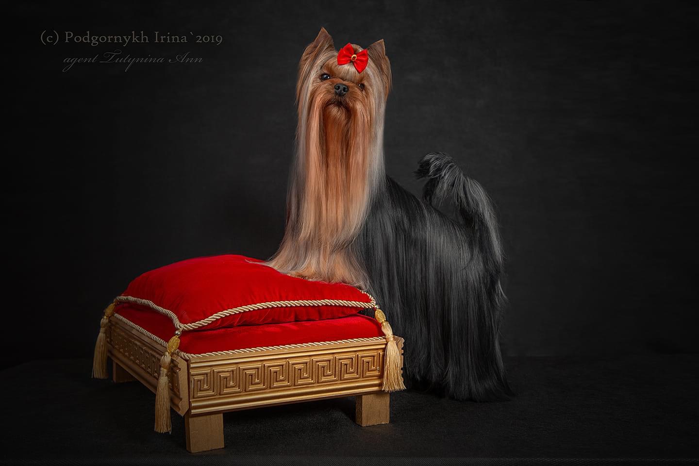  Favourite Winners Virtuoz — Labaza DogPedigree YorkshireTerrier