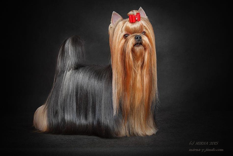 FAVOURITE WINNERS SAMBUKA DI AMORE — Labaza DogPedigree YorkshireTerrier