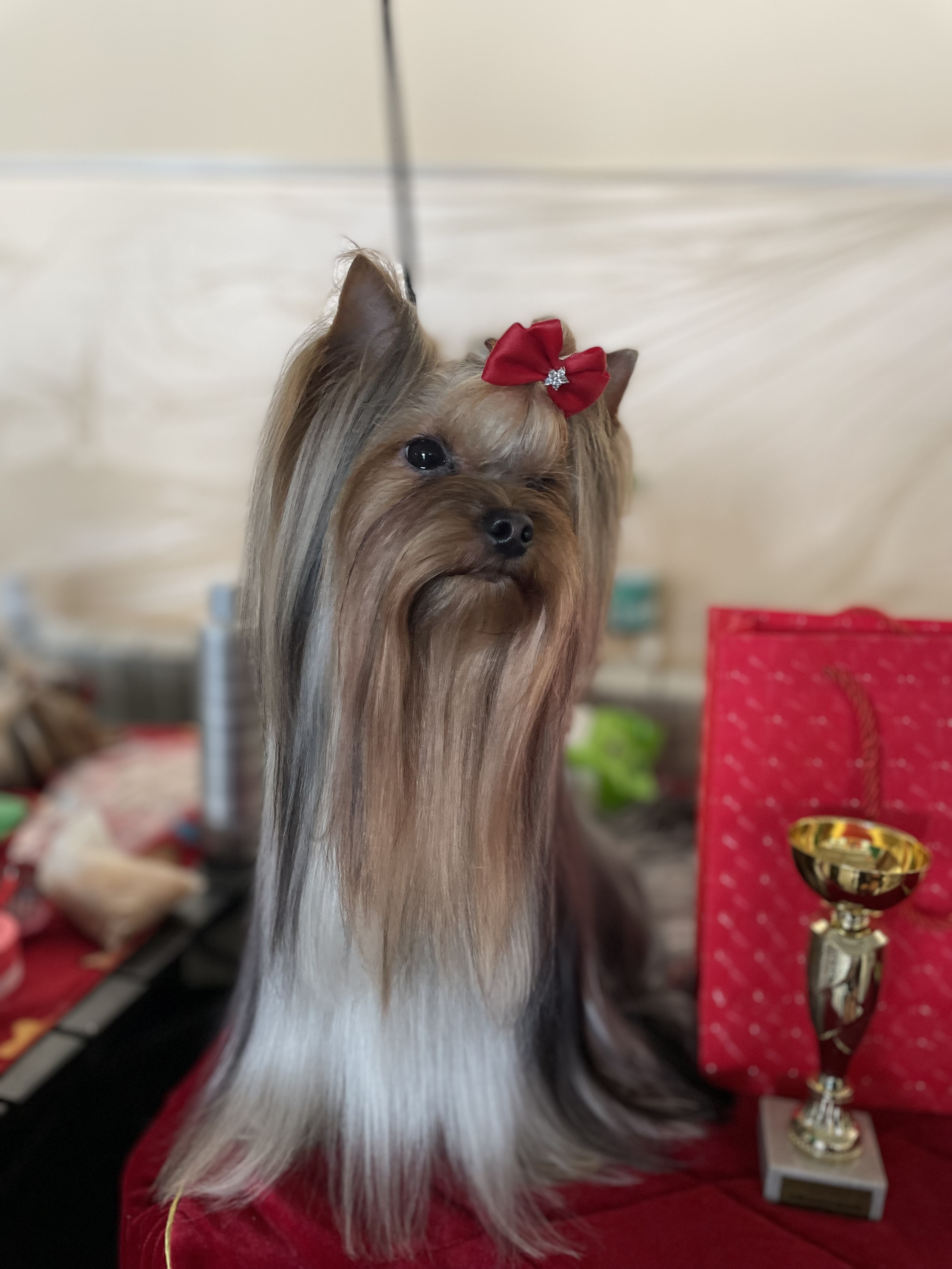 DISCOVERY STAR ICON BORN TO WIN — Labaza DogPedigree YorkshireTerrier