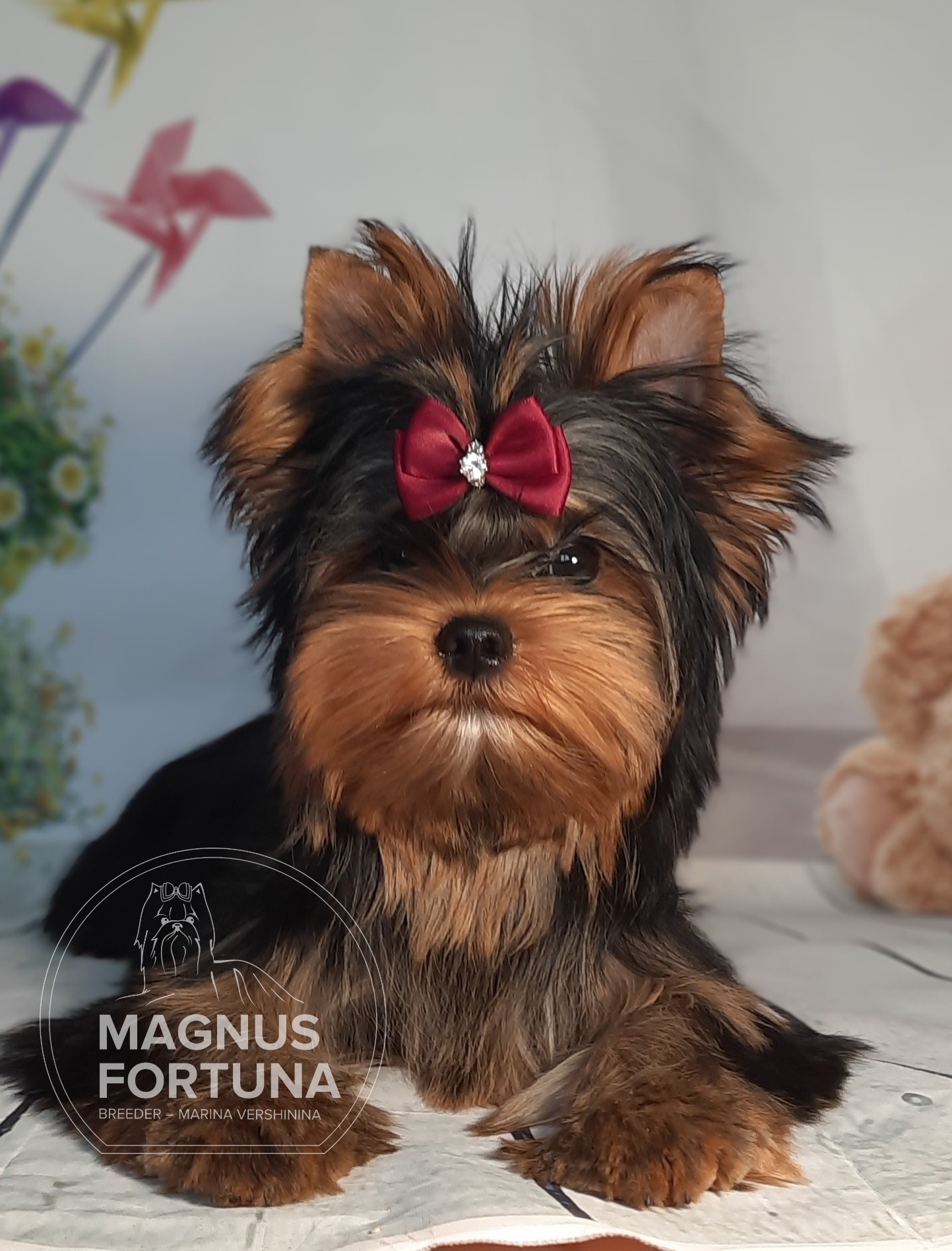 MAGNUS FORTUNA OLIVIA — Labaza DogPedigree YorkshireTerrier