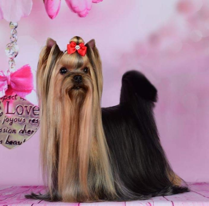  KENTAURO ALFA LA CUCHARACHA — Labaza DogPedigree YorkshireTerrier