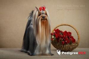 FAVOURITE WINNERS VANESSA SPRING — Labaza DogPedigree YorkshireTerrier