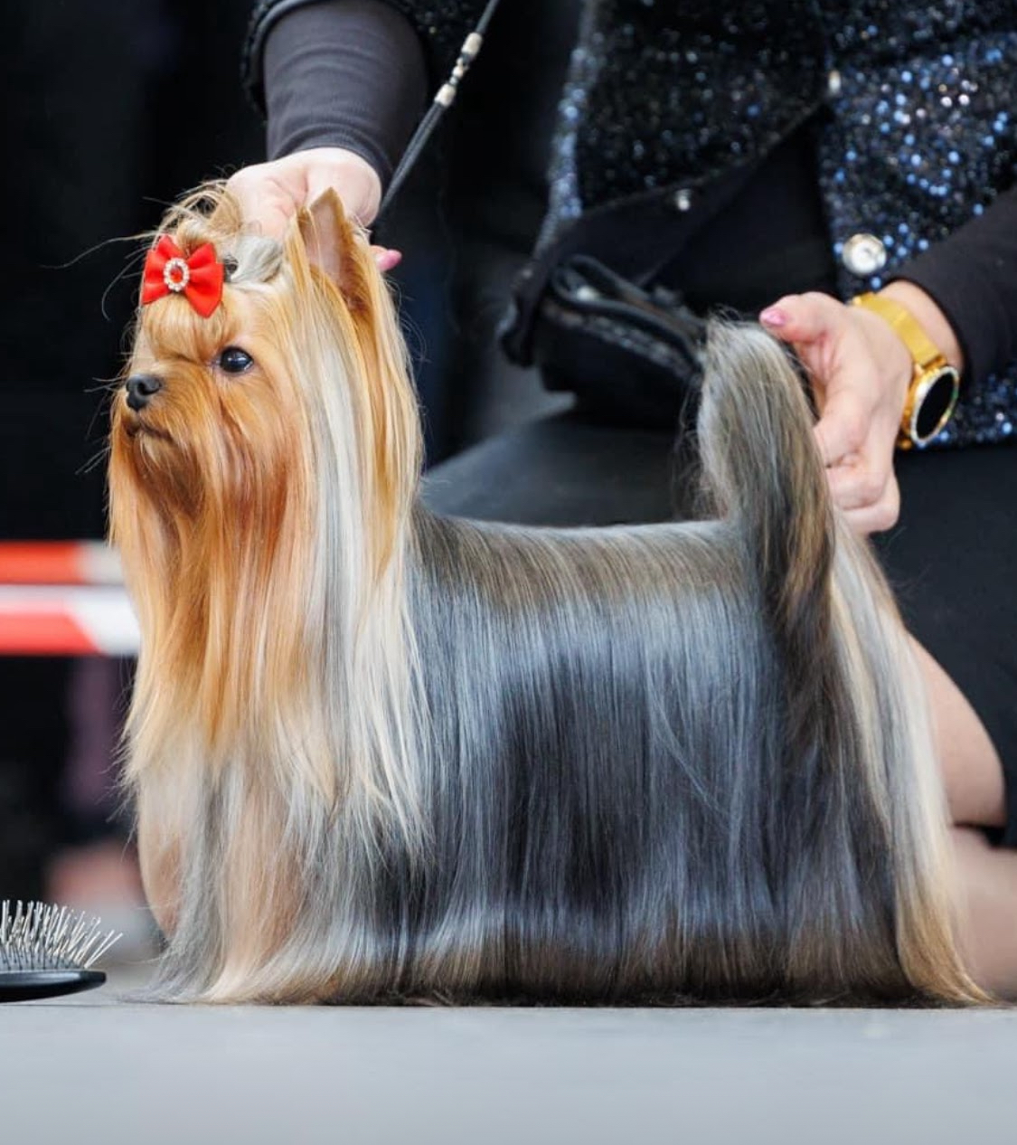 HOLIDAY SUN Carnasus — Labaza DogPedigree YorkshireTerrier