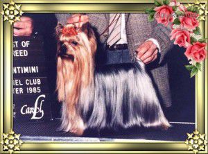 FINSTAL ROYAL ICING — Labaza DogPedigree YorkshireTerrier